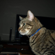 Image for article titled Olympus Evolt E-410 Unboxed and Well Fondled (Verdict: Quite Nice, but Nikon D40 is Nicer)